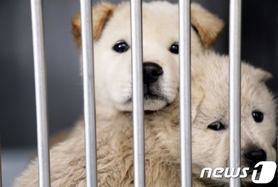 제주시 용강동 제주도 동물보호센터에서 한 유기견이 새 주인을 기다리고 있다. /뉴스1 © News1