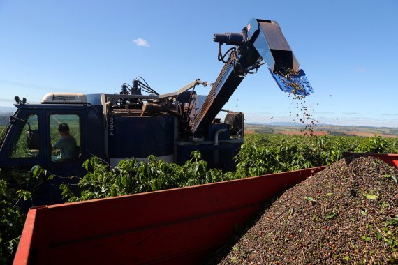 FILE PHOTO: Harvested coffee cherries are collected at a plantation in Sao Joao da Boa Vista, Brazil June 6, 2019. REUTERS/Amanda Perobelli/File Photo /REUTERS/뉴스1 /사진=