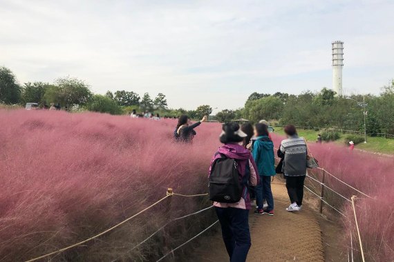 하늘공원 핑크뮬리밭을 찾은 시민들이 포토존에서 사진 촬영을 하고 있다. / 사진=이혜진 기자