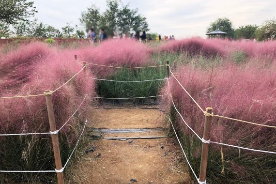핑크뮬리를 둘러싼 울타리와 포토존의 모습 / 사진=이혜진 기자