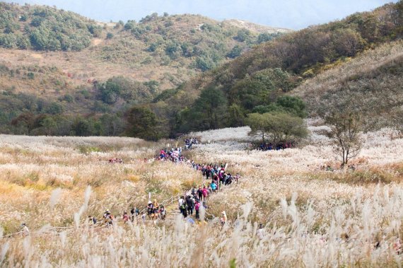 포천 명성산 억새꽃. 사진제공=포천시