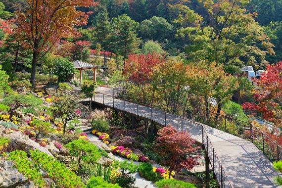 화담숲 암석하경정원길을 따라 100만송이 국화가 오색 빛과 향을 뽐낸다