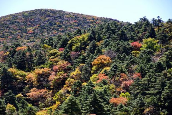 '울긋불긋' 단풍옷 갈아입는 한라산 윗세오름…이달 말 절정