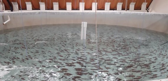 자바리(다금바리)와 능성어(구문쟁이) 치어.