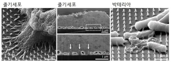 나노바늘구조에 줄기세포와 박테리아를 배양했을 때 비교적 큰 줄기세포는 적당한 구조적 자극을 받는 반면 작은 박테리아는 세포막이 손상돼 죽는다. 한국연구제단 제공