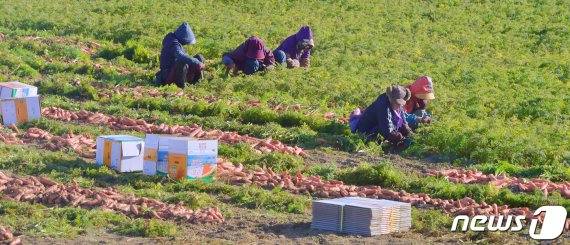 제주시 구좌읍 김녕리 한 당근밭에서 농민들이 당근을 수확하고 있다. .2019.1.25 /뉴스1 © News1 DB