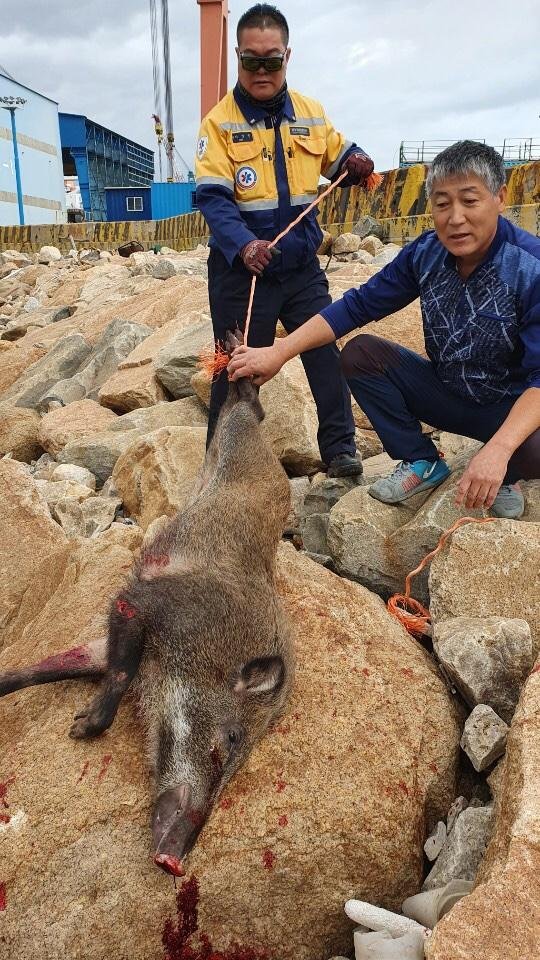 15일 현대중공업에 나타난 60kg가량의 멧돼지를 울산 동구청 유해야생동물 피해방지단이 엽총으로 포획했다. /사진=울산시 동구청
