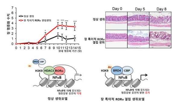 RORa는 장내 염증반응을 유도했을 때 염증반응에 중요한 역할을 담당하는 NFκB의 전사조절 메커니즘을 억제해 장내 염증반응을 제어하고, 그 결과 장내 세포·조직의 상처부위 회복을 조절했다. 연구재단 제공