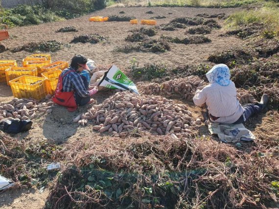 욕지도 고구마 밭에서 욕지고메원 측이 사전 수매한 고구마를 농민들이 수확하고 있다.