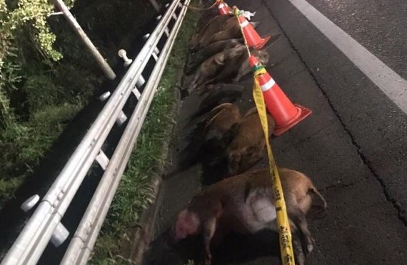 18일 자정 울산시 울주군 온산읍 운하리에서 도로에서 아우디 차량과 충돌해 죽은 멧돼지들 모습. /사진=울산소방본부