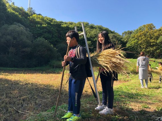 초막골생태공원 내 다랭이논 추수체험. 사진제공=군포시