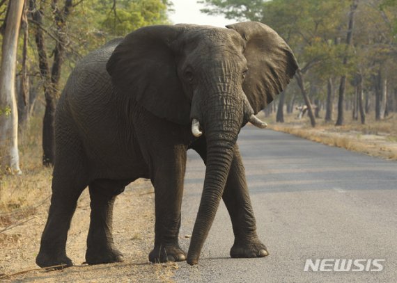 코끼리 55마리 굶어죽어.. 짐바브웨 극심한 가뭄