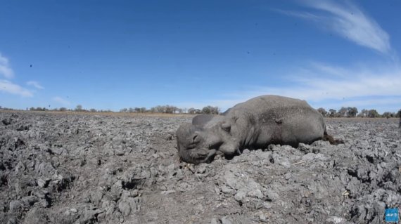 보츠와나 국립공원에서 극심한 가뭄으로 코끼리들이 목숨을 잃고 있다. <AFP영상 캡처>