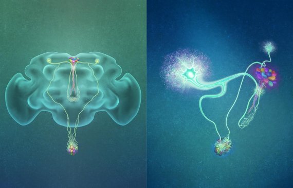 혈당에 반응하는 뇌신경 뉴런(CN neuron)의 축삭돌기가 두 갈래로 갈라지며 갈라진 축삭돌기 가지는 인슐린을 만드는 세포를 활성화 시키고 다른 갈라진 축삭돌기 가지는 글루카곤을 만드는 세포를 억제 시킨다. KAIST 제공