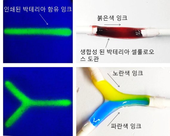 인공장기 활용할 박테리아 셀룰로오스 3D 프린팅 기술 개발