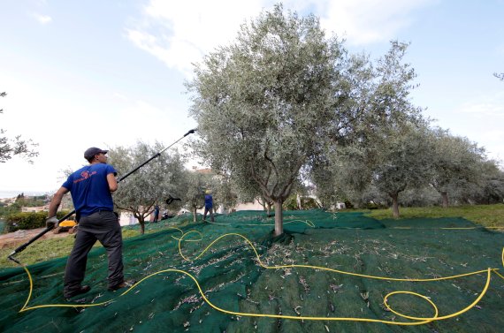 Workers harvest olives from olive trees belonging to producer 'Nicolas Alziari' in Cagnes-Sur-Mer, France, October 30, 2019. REUTERS/Eric Gaillard /REUTERS/뉴스1 /사진=