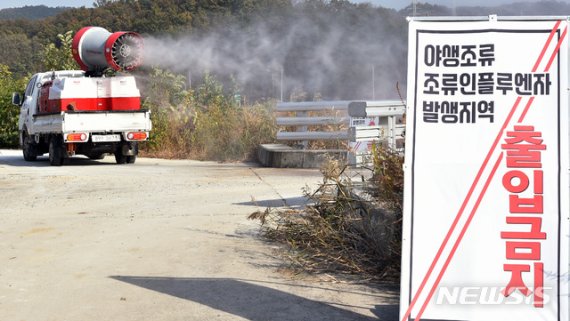 위에선 돼지열병, 밑에선 조류독감..곤혹스러운 방역당국