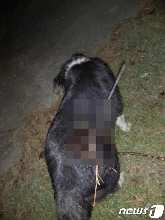 지난달 29일 천안의 한 가정집에서 키우는 개가 석궁화살을 맞았다.(주인 제공)© 뉴스1