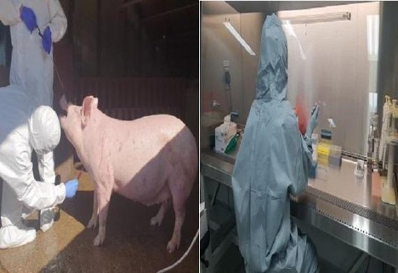 지난 10월 31일 강원도동물위생시험소 직원이 양돈장 돼지채혈 및 생물안전3등급(BL3) 실험실에서 정밀검사를 진행하고 있다. 사진=강원도 제공