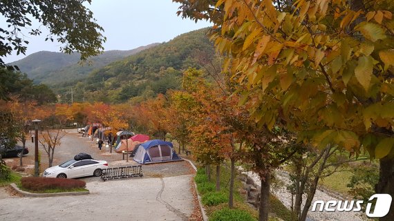 6일 경북 포항시 북구 기북면 자연휴양림을 찾은 캠퍼들이 깊어가는 가을을 즐기고 있다. 2019.11.6/뉴스1 © News1 최창호 기자