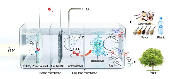 가장 왼쪽에 있는 광촉매가 태양광 에너지를 받아 정공(h+)과 전자(e-)를 생성한다. 이때 광촉매 표면으로 이동한 정공(h+)이 물을 산화시켜 산소를 발생시키며, 전자(e-)는 중간에 있는 전기촉매로 이동해 산소를 환원시켜 과산화수소를 생성한다. 생성된 과산화수소는 셀룰로오스 막을 투과해 가장 오른쪽에 있는 생물촉매를 활성화킨다. 활성화된 생물촉매는 리그닌을 해중합해 고부가가치 화합물로 변환한다. UNIST 제공