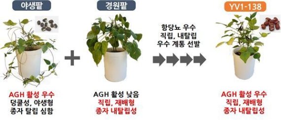 농진청, '토종' 팥 효능으로 혈당 조절 팥 개발