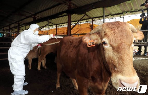 15일 오후 광주 북구 예방접종반 직원이 소에게 구제역 백신을 주사하고 있다.(광주북구 제공)2019.11.16/뉴스1 © News1 허단비 기자