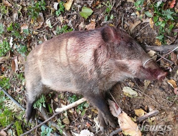 【양평=뉴시스】 민통선 일대에서 발견된 멧돼지 사체. 2019.11.28. (사진= 뉴시스 DB)