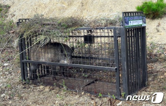 포획된 야생멧돼지 모습. © News1