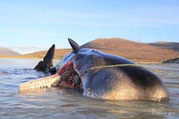 뱃속에 쓰레기 100㎏가 담긴 채 죽은 향유 고래 ©스코틀랜드 해양동물표류계획(SMASS) 페이스북 갈무리