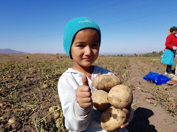 제주산 감자 ‘탐나’ 품종이 키르키즈스탄·카자흐스탄의 10여개 씨감자 생산·유통회사들과 수출 관련 협상이 진행되면서 수출용 품종으로도 기대를 받고 있다.