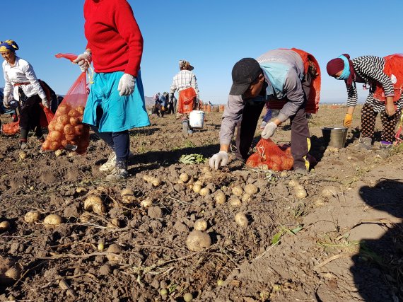 카자흐스탄에서 재배되고 있는 제주산 감자 '탐나'
