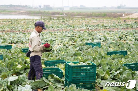 군산 “꼬꼬마양배추” 기능성물질 추출 식품개발 착수