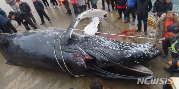 울진서 멸종위기종 '혹등고래' 1마리 죽은 채 발견