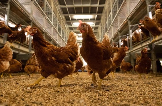 풀무원식품과 업무협약을 맺은 풍년농장의 유럽식 오픈형 계사에서 닭들이 자유롭게 이동하고 있다. 풀무원식품 제공