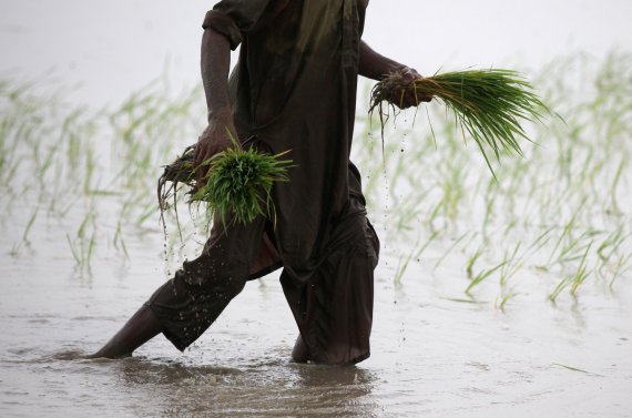 FILE PHOTO: A farmer carries bundles of saplings to plant them in a rice field on the outskirts of Lahore, Pakistan July 16, 2019. REUTERS/Mohsin Raza/File Photo /REUTERS/뉴스1