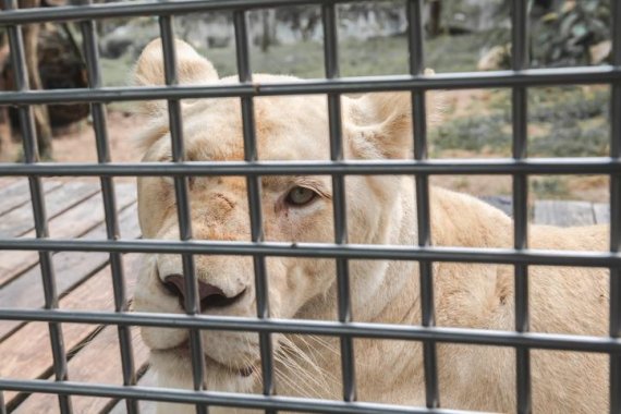 파키스탄 동물원 사육사, 관람객 앞에서 팔 물어뜯겨.. ‘충격’