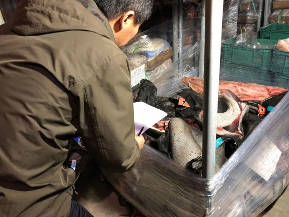 울산 경찰이 불법포획 여부가 확인되지 않은 고래고기를 업자들에게 되돌려 주기 위해 울산시 동구 방어진 수렵 냉동창고에서 고래고기의 수량과 서류를 확인하고 있다. /사진=fnDB