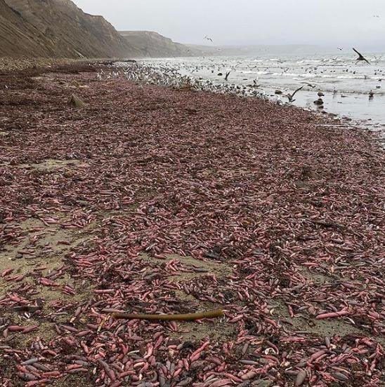 캘리포니아주 드레이크 해변을 뒤덮은 개불 - BBC 화면 갈무리