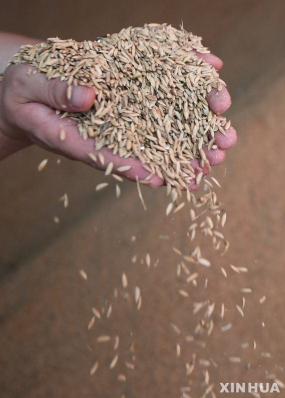 【후이난=신화/뉴시스】7월31일 중국 지린성 후이난현에서 한 농부가 수확한 쌀을 보여주고 있다. 2019.12.17.