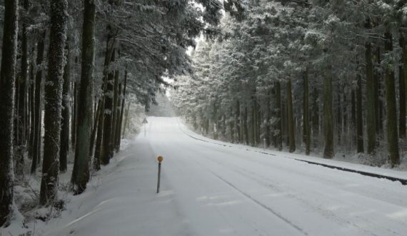 제주 한라생태숲에 있는 구상나무 숲. 사진=아시아홀딩스.