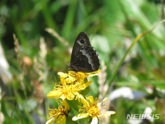 [제주=뉴시스] 제주도에 서식하고 있는 천연기념물 제458호 산굴뚝나비.(제주도민속자연사박물관 제공)