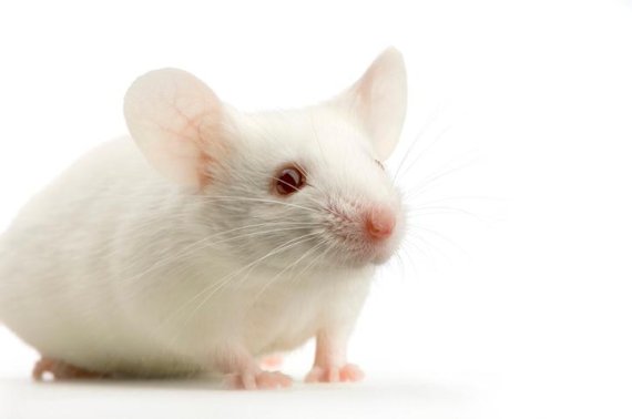 2020년은 왜 '흰색 쥐'의 해인가요?