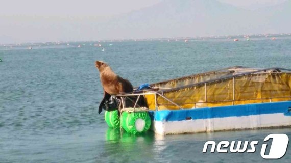 부산 앞바다에서 멸종위기 2급 큰바다사자 출몰.. '이목집중'