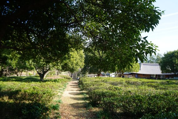 진도 운림산방·해남 설아다원서 예향 멋 만끽하세요