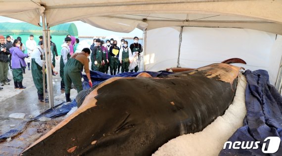 3일 오전 제주시 한림항에서 지난달 22일 제주 해상에서 발견된 참고래 시신을 부검하기 위해 관련 전문가들과 학생들이 모여있다. 이 고래는 길이 12.6m, 무게 약 12톤의 새끼로 추정된다. 10m 이상 대형고래 부검은 이번이 국내 처음이다. 2020.1.3 /뉴스1 © News1 고동명 기자