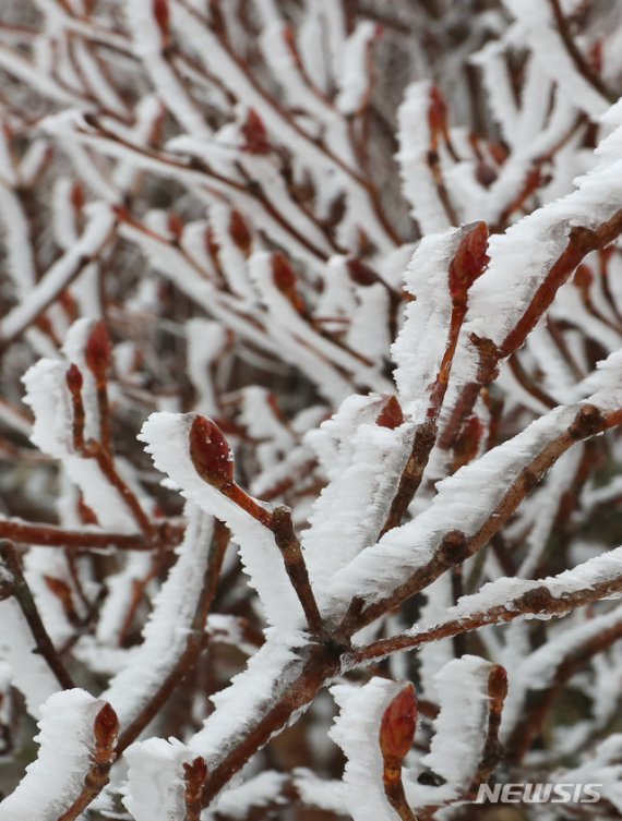 [제주=뉴시스]우장호 기자 = 추운 날씨를 보인 8일 제주 한라산 1100고지에 상고대가 피어 아름다운 겨울 정취를 자아내고 있다. 상고대는 영하의 온도에서 대기 중에 있는 안개·서리 등의 미세한 물방울이 나무 등의 차가워진 물체와 만나 생기는 것으로 '나무서리'라고도 부른다. 2020.01.08. woo1223@newsis.com