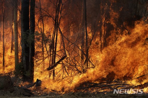 [토메롱=AP/뉴시스] 8일(현지시간) 호주 동남부 뉴사우스웨일스(NSW)주 남부 해안 마을 토메롱 인근에서 NSW주 소방관들이 대형 산불을 저지하기 위해 의도적으로 놓은 불이 거세게 타오르고 있다.