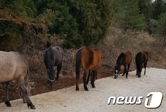 지난달 15일 제주 서귀포시 안덕면 목장에서 기르던 말들이 누군가 훔치려다 한 마리를 살해한 것으로 보이는 사건이 발생했다. 사진은 사건 당시 목장 주변에서 발견된 말들(마주 A씨 제공)© 뉴스1