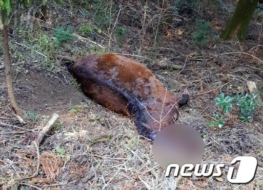 지난달 15일 제주 서귀포시 안덕면 목장 인근에서 누군가에게 살해된 채 발견된 말(마주 A씨 제공)© 뉴스1